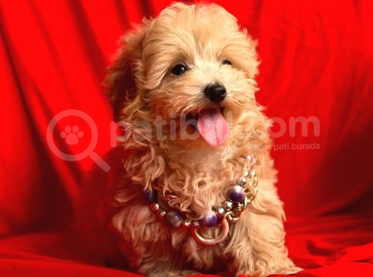 Wc Eğitimli Maltipoo Yavrular