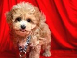 Wc Eğitimli Maltipoo Yavrular