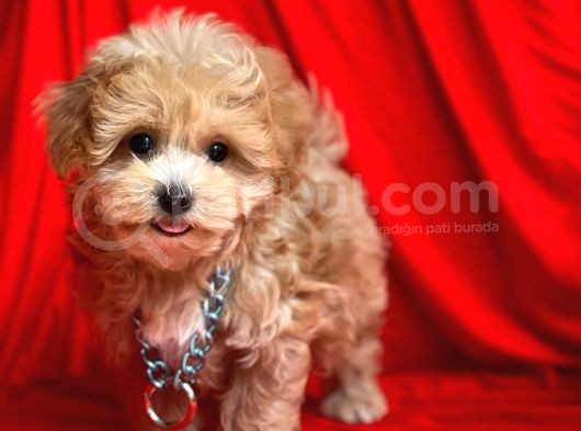 Wc Eğitimli Maltipoo Yavrular görsel