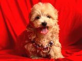 Wc Eğitimli Maltipoo Yavrular