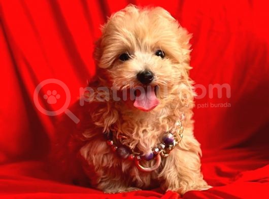Wc Eğitimli Maltipoo Yavrular görsel
