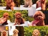 Toy Poodle Yavrular  ( Red,Red Brown,Apricot,Silver,Siyah)