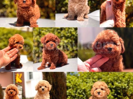 Toy Poodle Yavrular  ( Red,Red Brown,Apricot,Silver,Siyah) görsel