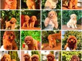 Toy Poodle Yavrular  ( red,red brown,apricot,silver,siyah)