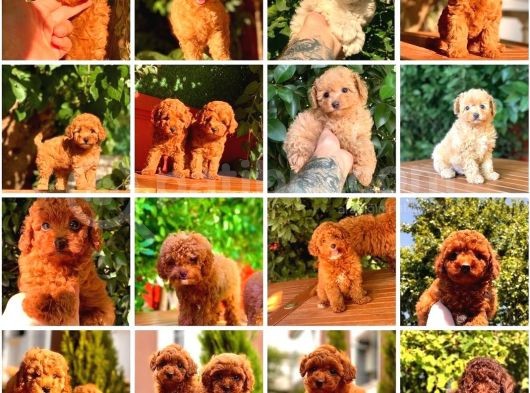 Toy Poodle Yavrular  ( Red,Red Brown,Apricot,Silver,Siyah)