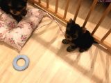 York Shire Terrier Yavrular Yeni Yuvalarına Gitmeye Hazır