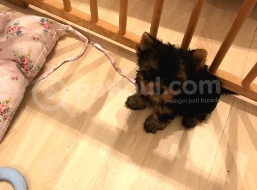 York Shire Terrier Yavrular Yeni Yuvalarına Gitmeye Hazır görsel