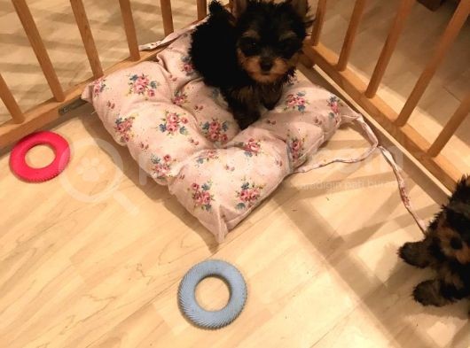 York Shire Terrier Yavrular Yeni Yuvalarına Gitmeye Hazır görsel