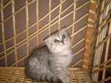 50 Gunluk Erkek Kedi Silver