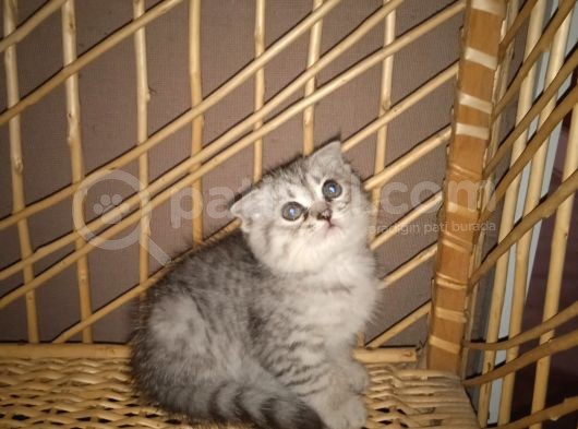 50 Gunluk Erkek Kedi Silver