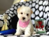 2 Aylık Dişi Ve Erkek Maltipoo Yavrum