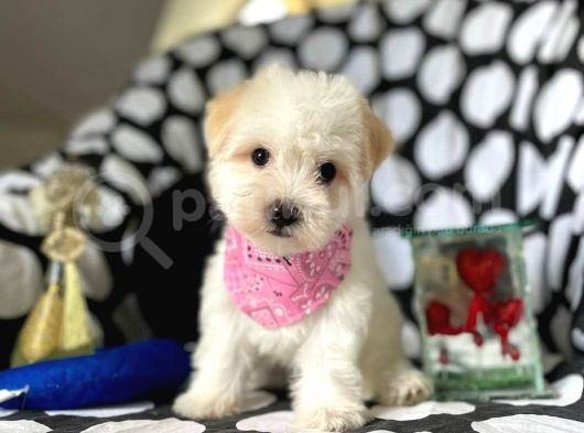 2 Aylık Dişi Ve Erkek Maltipoo Yavrum görsel