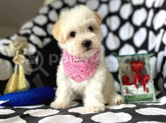 2 Aylık Dişi Ve Erkek Maltipoo Yavrum görsel