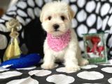 2 Aylık Dişi Ve Erkek Maltipoo Yavrum