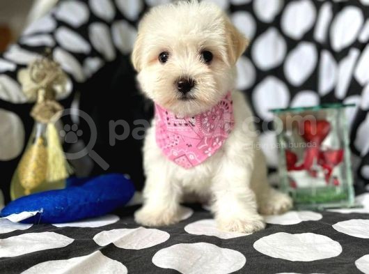 2 Aylık Dişi Ve Erkek Maltipoo Yavrum görsel