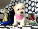 2 Aylık Dişi Ve Erkek Maltipoo Yavrum