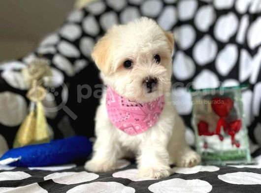 2 Aylık Dişi Ve Erkek Maltipoo Yavrum görsel