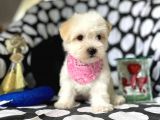 2 Aylık Dişi Ve Erkek Maltipoo Yavrum