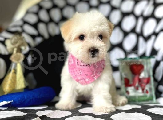 2 Aylık Dişi Ve Erkek Maltipoo Yavrum