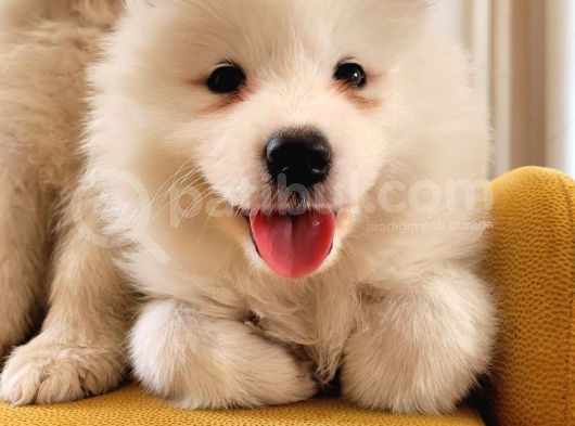2 Aylık Erkek ve Dişi Samoyed