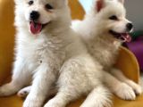 2 Aylık Erkek Ve Dişi Samoyed