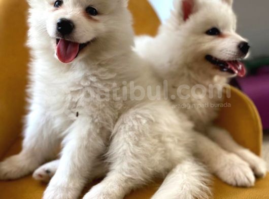 2 Aylık Erkek Ve Dişi Samoyed görsel