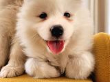 2 Aylık Erkek Ve Dişi Samoyed