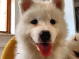 2 Aylık Erkek Ve Dişi Samoyed