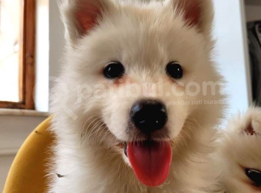 2 Aylık Erkek Ve Dişi Samoyed görsel