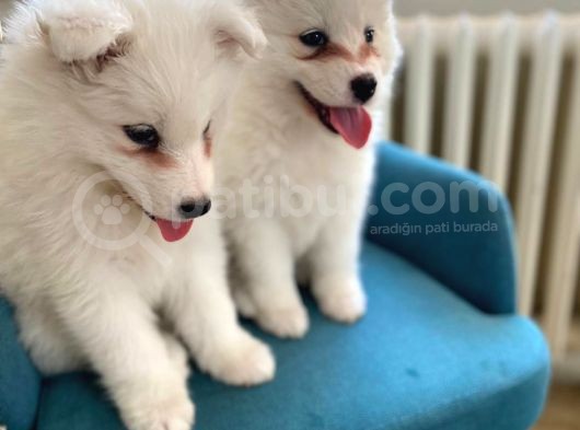2 Aylık Erkek Ve Dişi Samoyed görsel