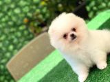 3 Aylık Erkek Ve Dişi Pomeranian Boo