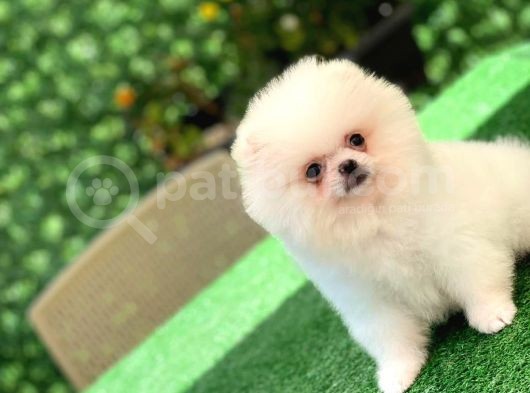 3 Aylık Erkek Ve Dişi Pomeranian Boo görsel