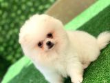 3 Aylık Erkek Ve Dişi Pomeranian Boo