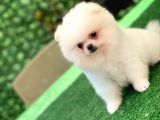 3 Aylık Erkek Ve Dişi Pomeranian Boo