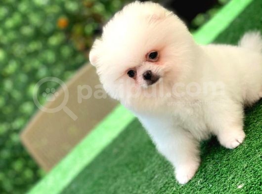 3 Aylık Erkek Ve Dişi Pomeranian Boo görsel