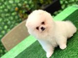 3 Aylık Erkek Ve Dişi Pomeranian Boo
