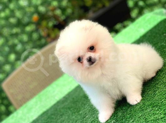 3 Aylık Erkek Ve Dişi Pomeranian Boo görsel