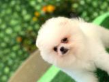 3 Aylık Erkek Ve Dişi Pomeranian Boo