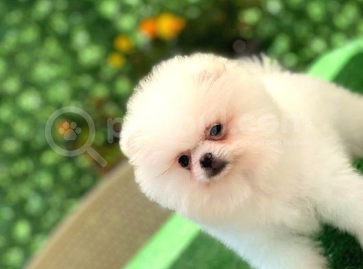 3 Aylık Erkek Ve Dişi Pomeranian Boo görsel