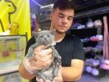 Erkek Ve Dişi British Shorthair