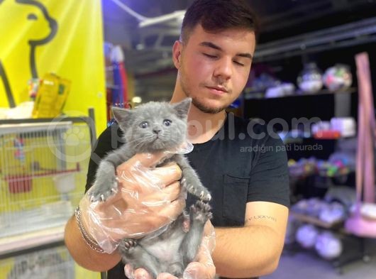 Erkek ve Dişi British Shorthair