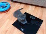 Erkek Ve Dişi Scottish Fold