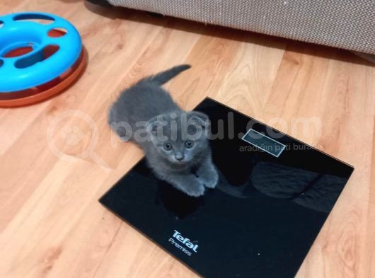 Erkek ve Dişi Scottish Fold