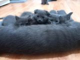 Erkek Ve Dişi British Shorthair