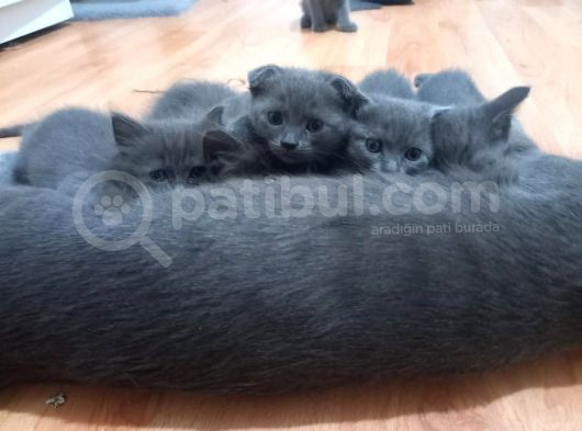 Erkek Ve Dişi British Shorthair görsel