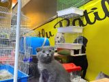 Erkek Ve Dişi Scottish Fold
