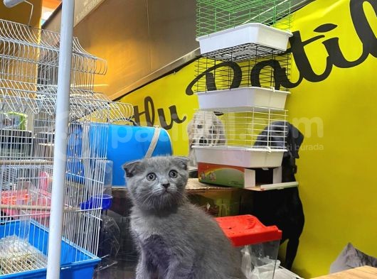 Erkek Ve Dişi Scottish Fold görsel