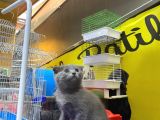 Erkek Ve Dişi Scottish Fold