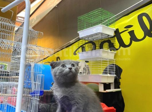 Erkek Ve Dişi Scottish Fold görsel