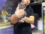 Erkek Ve Dişi British Shorthair